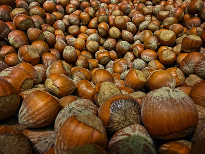 Oregon Filberts by arbyreed, on Flickr