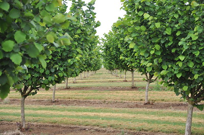 Ioka Farms Orchard Cover Crops by NRCS Oregon, on Flickr